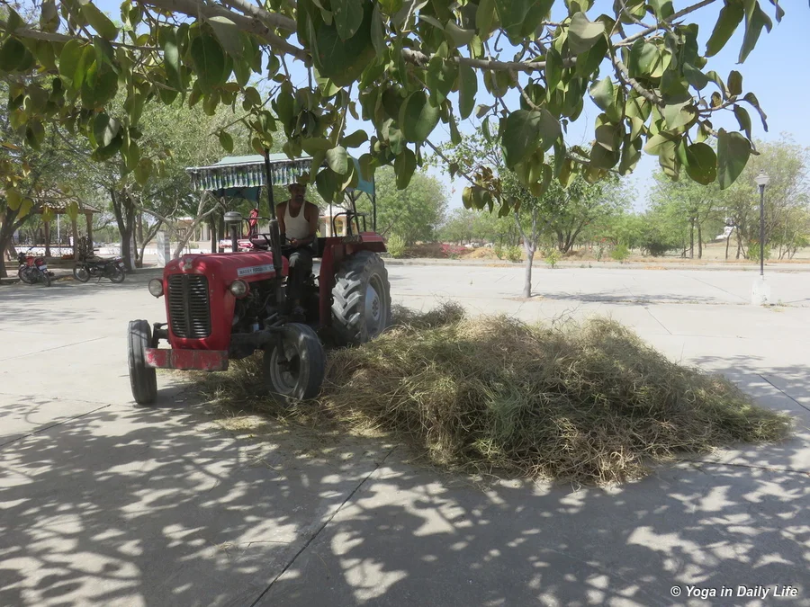 opening methi pods deshi system